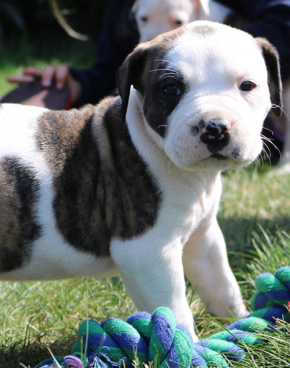 Prachtige Amerikaanse bulldog pups met stamboom - nr. 1