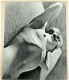 [Fotografie] Femmes 1933 20 Planches de Sasha Stone - 3 - Thumbnail
