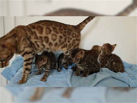 Leuke Bengaalse kittens nu klaar. - 0