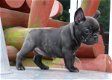 Raszuivere AKC Franse bulldog-pup's beschikbaar - 0 - Thumbnail