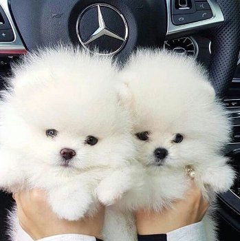 Lovely Pomeranian pups te koop - 0