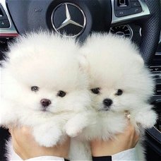 Lovely Pomeranian pups te koop