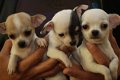 Chihuahua pup te koop - 0 - Thumbnail