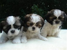 Mooie Shih Tzu Puppies