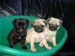 prachtige mops pups!!! - 0 - Thumbnail