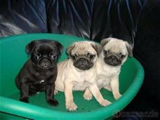 prachtige mops pups!!!