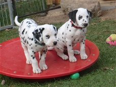 Mooie Dalmatier Puppies