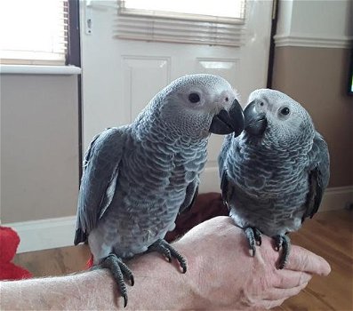 Talkative male and female African Grey parrots available now for sale - 0