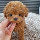 Zindelijkheidstraining mannelijke en vrouwelijke Toy Poodle Puppies te koop - 0 - Thumbnail