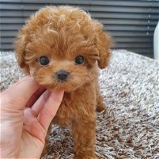 Zindelijkheidstraining mannelijke en vrouwelijke Toy Poodle Puppies te koop