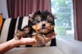 Prachtige theekopje Yorkie-puppy's beschikbaar - 0 - Thumbnail