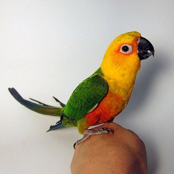 Jenday Conure te koop - 0