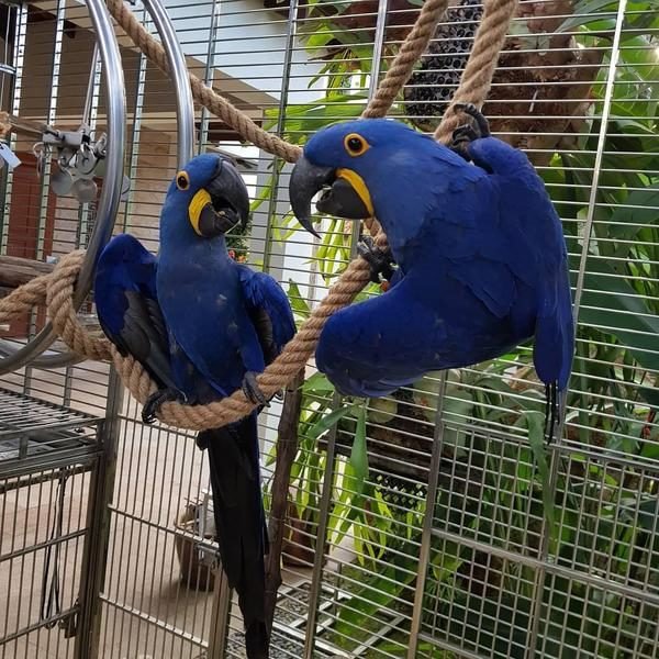 Hyacinth Macaw Parrots koop