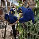 Hyacinth Macaw Parrots te koop - 0 - Thumbnail