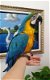 Pratende blauwe en gouden ara papegaaien te koop - 0 - Thumbnail