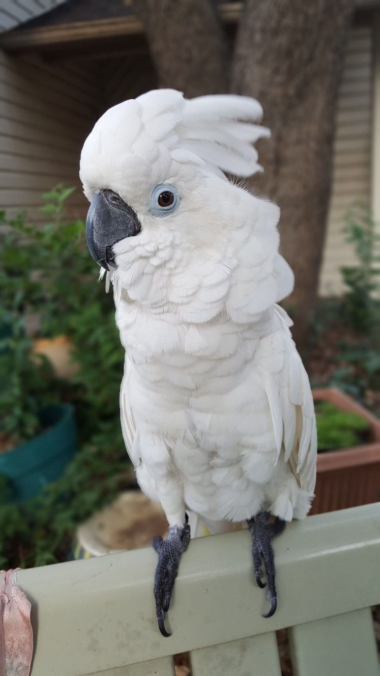 paraplu Cockatoo-papegaaien te koop