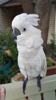 Zeer vriendelijke paraplu Cockatoo-papegaaien te koop - 0