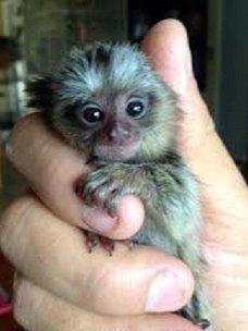 Leuke marmoset-apen die een nieuw huis nodig hebben