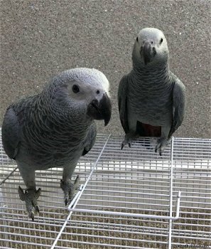 Mooie Afrikaanse grijze papegaaien te koop - 0
