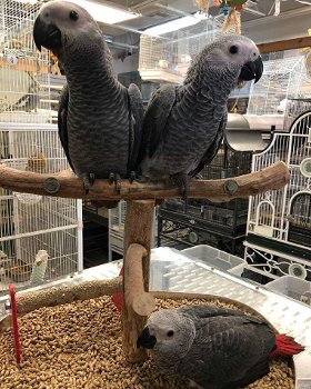 Paar pratende Afrikaanse grijze papegaaien - 0