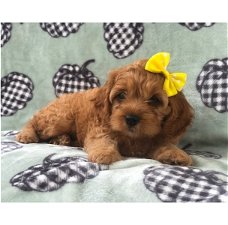 Cockapoo pup gezocht 