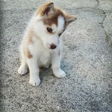 Mooie Siberische Husky pups