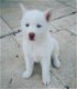 Mooie Siberische Husky pups - 1 - Thumbnail