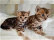 Schattige Bengaalse kittens nu klaar. - 0 - Thumbnail