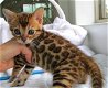 Schattige Bengaalse kittens nu klaar. - 0 - Thumbnail