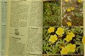 Elseviers bloemengids in kleur - 1 - Thumbnail