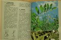 Elseviers bloemengids in kleur - 3 - Thumbnail