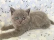 mannelijke en vrouwelijke Brits korthaar kittens nu beschikbaar - 0 - Thumbnail