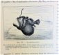 Les Animaux excentriques 1903 Coupin - Dieren - 2 - Thumbnail