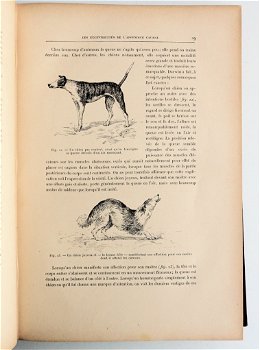 Les Animaux excentriques 1903 Coupin - Dieren - 3