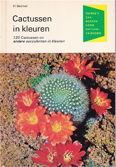 Cactussen in kleuren