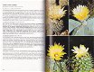 Cactussen in kleuren - 2 - Thumbnail