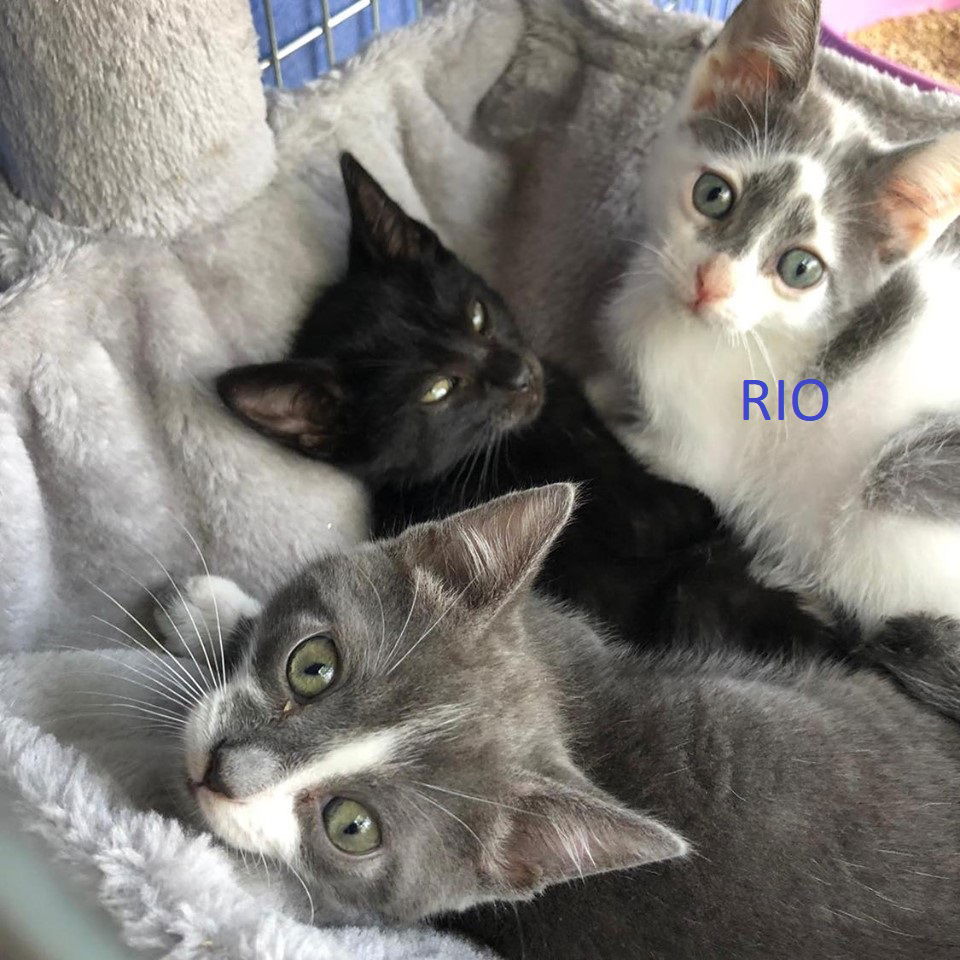 MJM Dogs Foundation: Rio - nr. 1