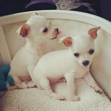  Goed getrainde chihuahua-puppy's