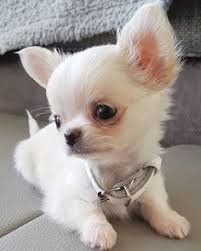  Liefdevolle Chihuahua-metgezellen