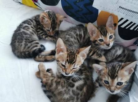 Dit is TICA Bengal Kitten - nr. 1