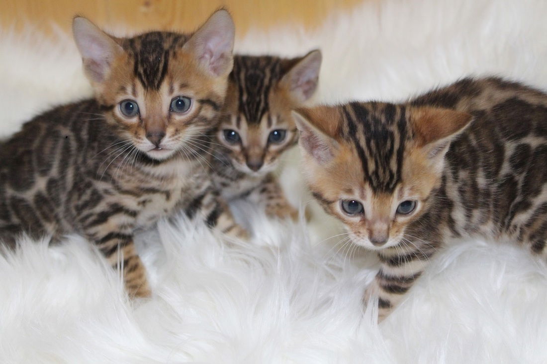 Dit is TICA Bengal Kitten - nr. 1