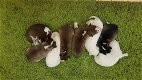 Prachtig nest van Siberische Husky pups - 0 - Thumbnail