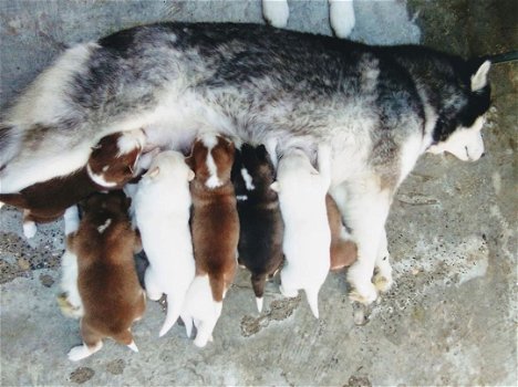 Prachtig nest van Siberische Husky pups - 1