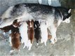 Prachtig nest van Siberische Husky pups - 1 - Thumbnail