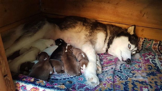 Prachtig nest van Siberische Husky pups - 2