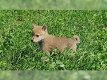Mooie shiba inu puppys - 0 - Thumbnail