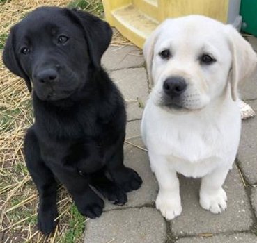 lieve Labrador pups - 0