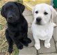 lieve Labrador pups - 0 - Thumbnail
