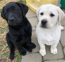 lieve Labrador pups