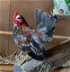 Ayam serama haantjes Maleisisch - 0 - Thumbnail